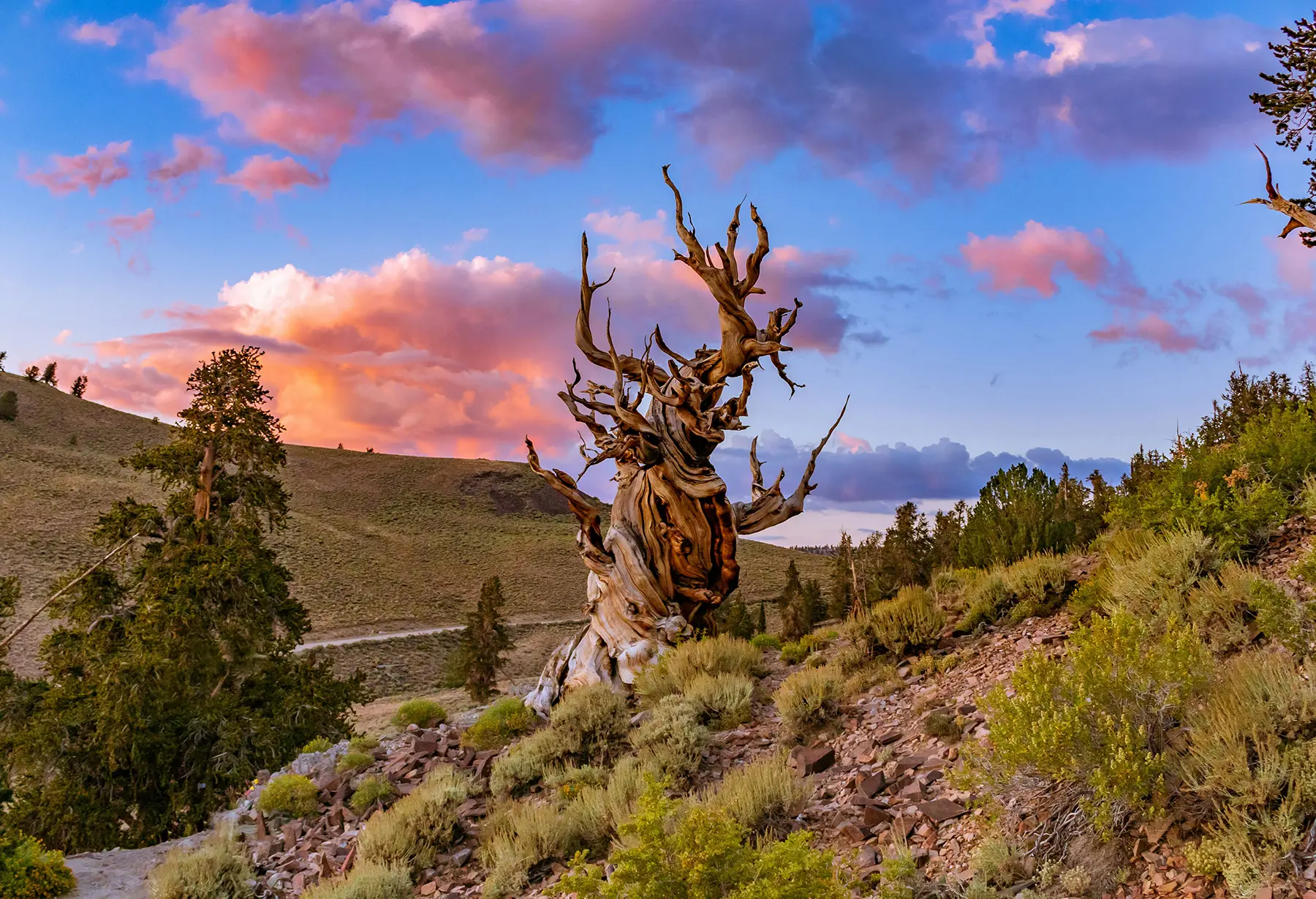 Bristlecone Pine © Ross Stone